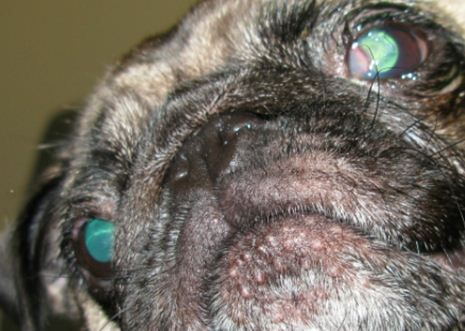 post bilateral medial canthoplasty and corneoconjunctival transposition graft 